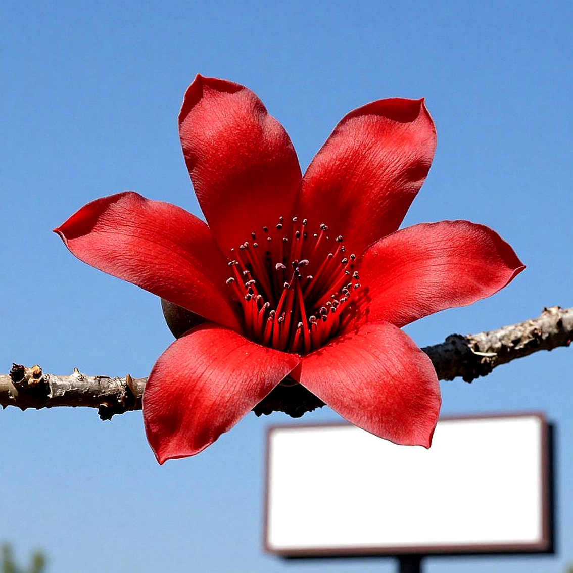 सिडनी की 2:18:31, और उससे पहले उठा सैंपल: जेपचिरचिर का मामला रिकॉर्ड बुक से क्या छीन सकता है